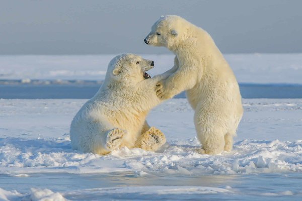 Comment participer à une expédition pour observer les ours polaires au Svalbard?